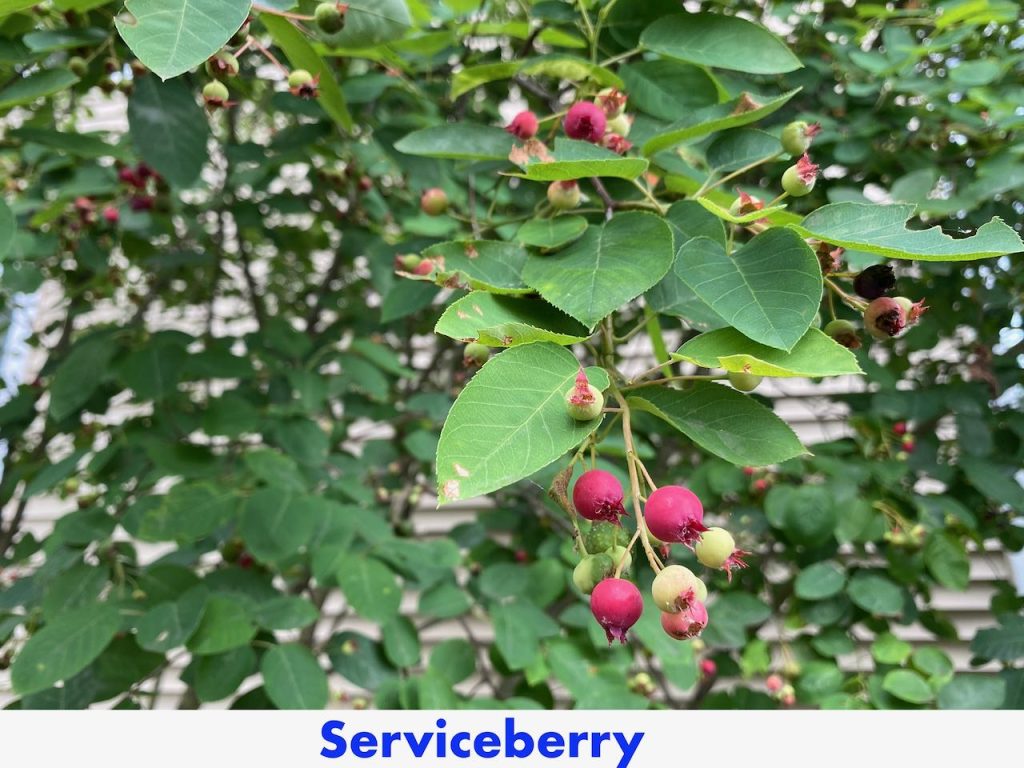 Saskatoon Serviceberry