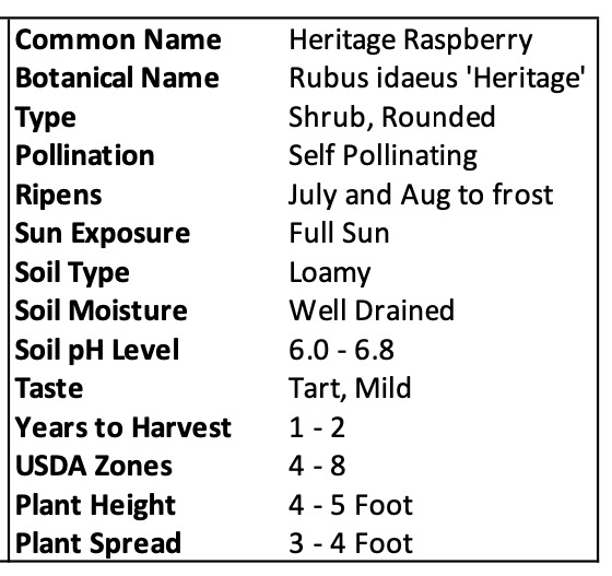 Heritage Raspberry