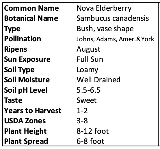 Nova Elderberry