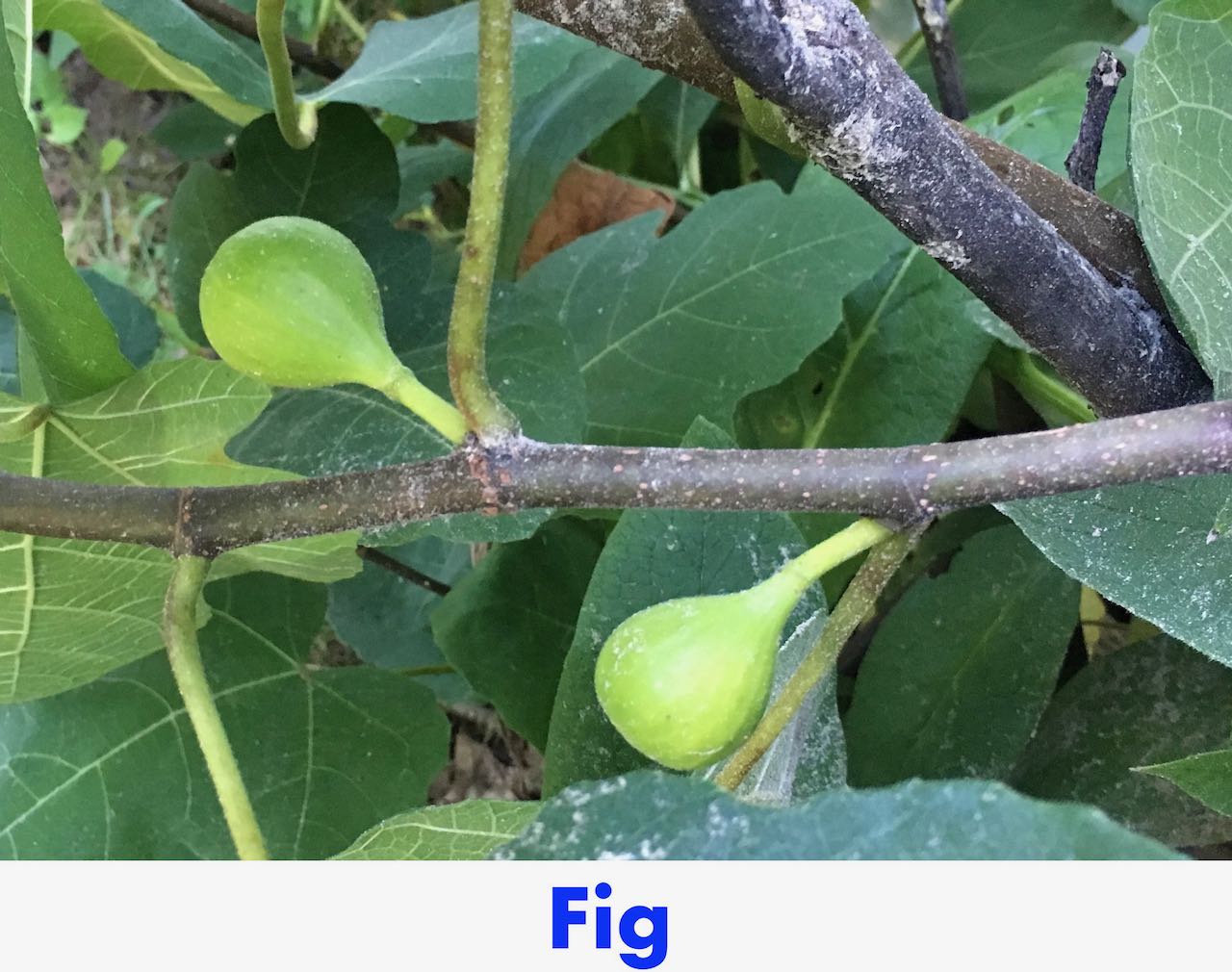 Fig