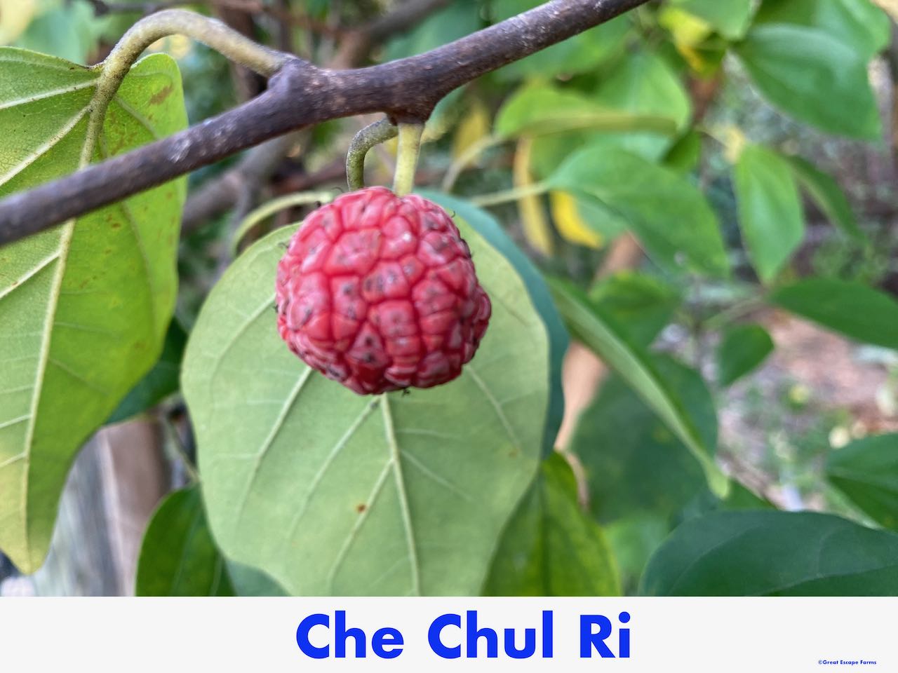 Chul Plan Che Chul Ri $45 - Great Escape Farms